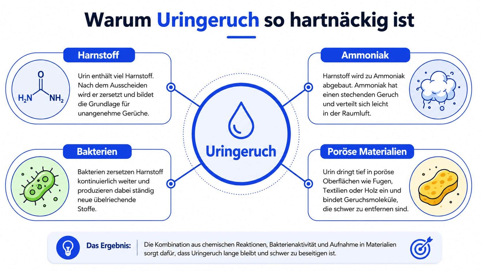 Infografik erklärt die Ursachen für hartnäckigen Uringeruch durch Harnstoff, Bakterien, Ammoniak und poröse Materialien im Haushalt.